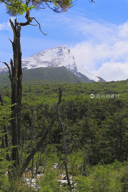 田园诗般的雪封安第斯和林地景观，乌斯怀亚 - 蒂拉德尔富戈，阿根廷